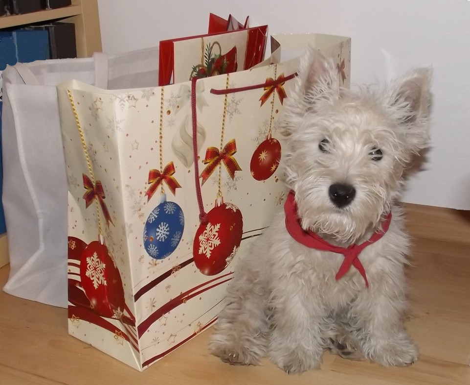 Westie